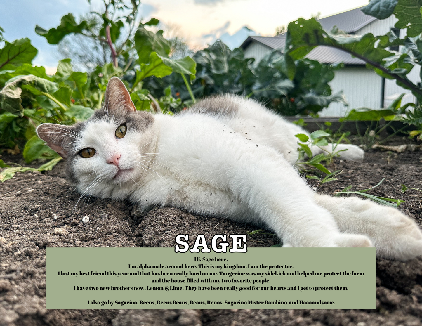 2025 CAT CALENDAR